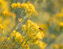 A bee on a yellow flower.