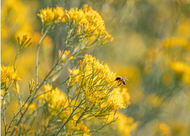 A bee on a yellow flower.