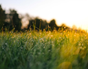 A field of grass.