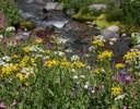 Flowers along a stream.