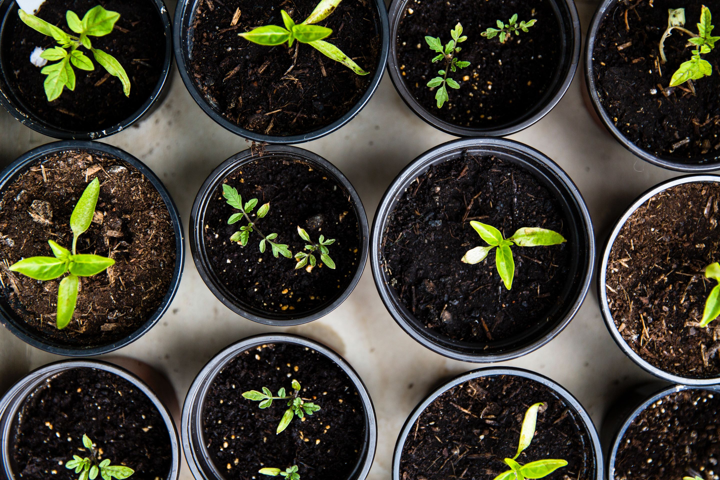 A group of plants in a pot.