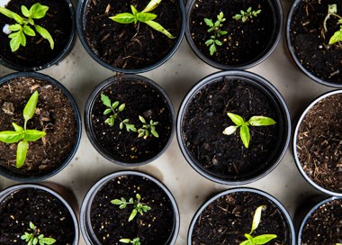 A group of plants in a pot.