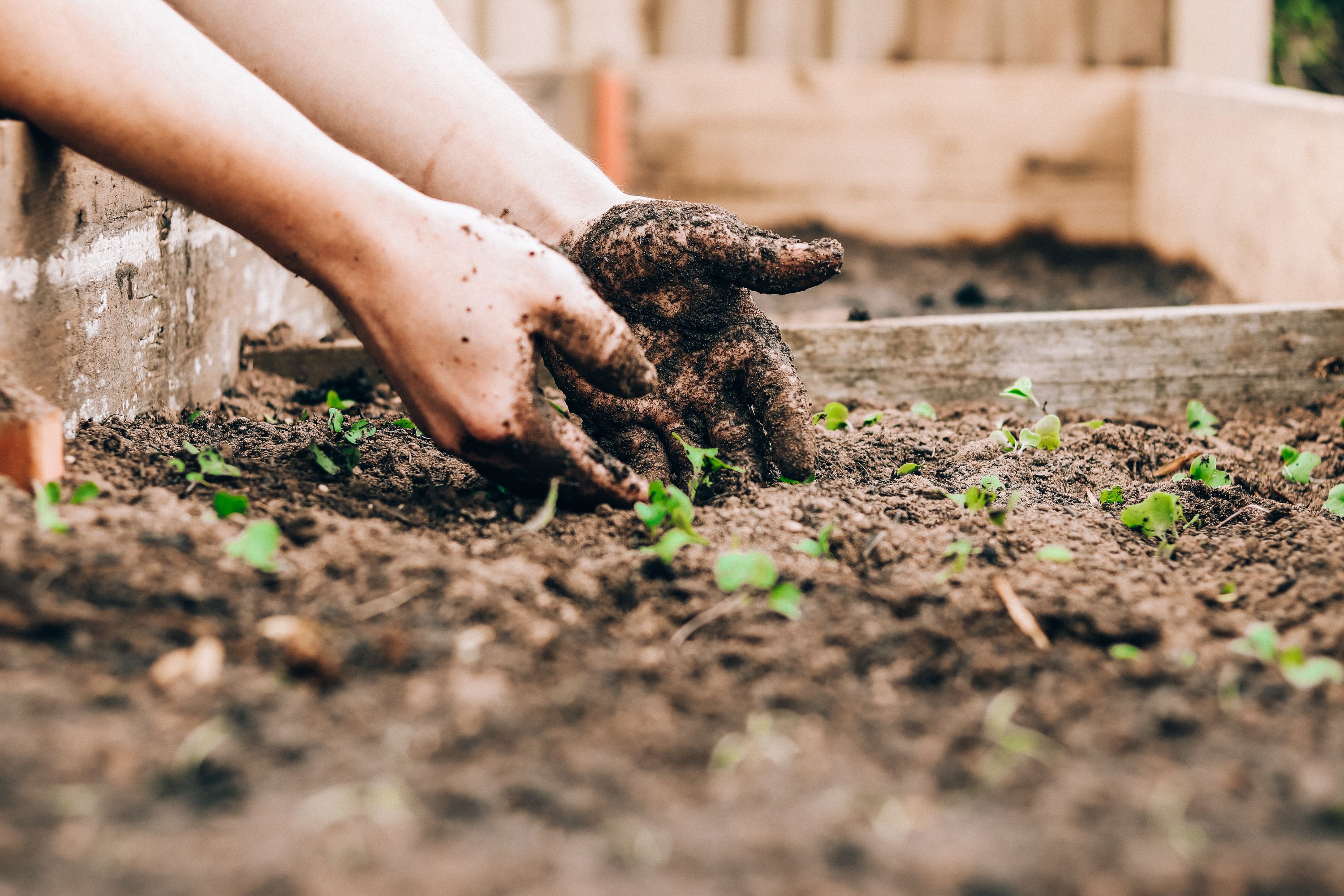 A person planting a plant.