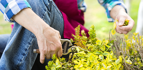 A person pruning a plant.