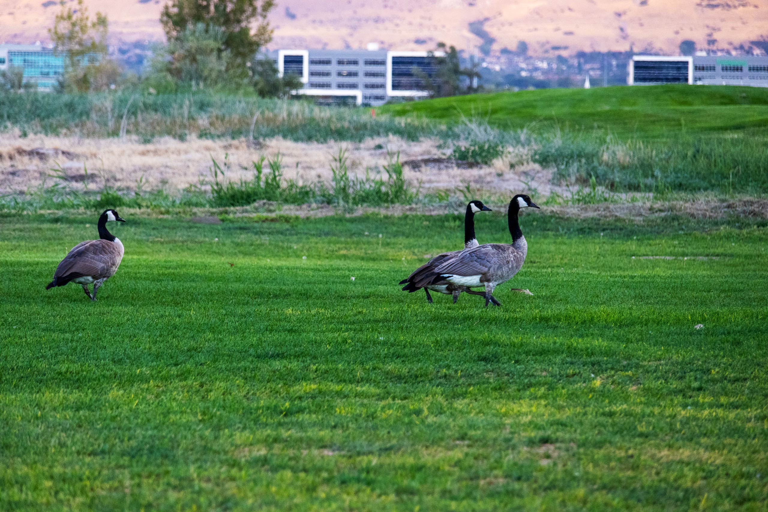 Three geese walking in the grass at Riverbend Golf Course in Riverton, Utah.