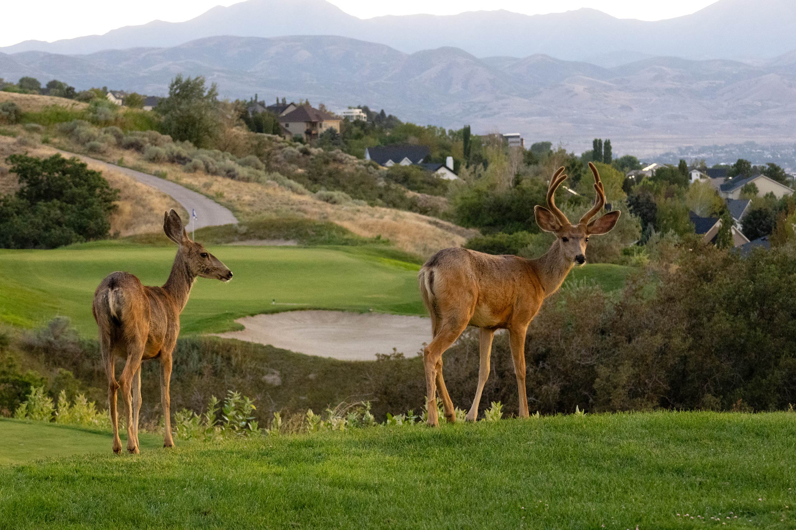 Two deer standing on the grass at South Mountain golf course with mountains and partial city views in the background.