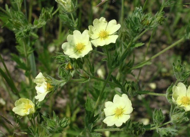 A group of flowers.