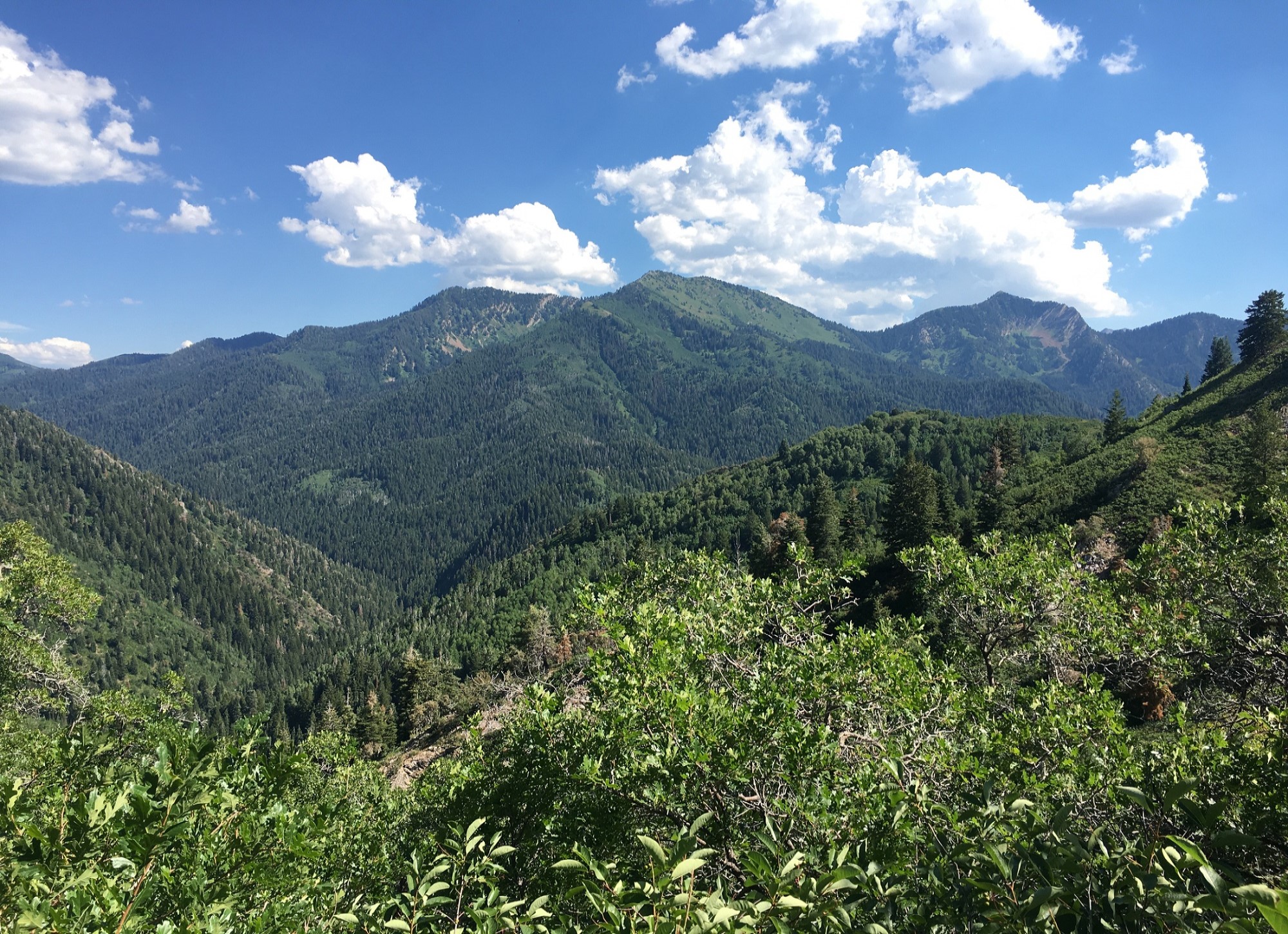 A landscape with trees and mountains in the back.